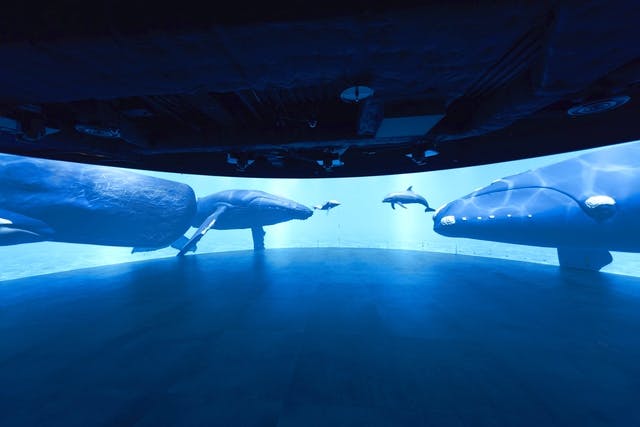 日時指定入館チケット カワスイ 川崎水族館｜アソビュー！