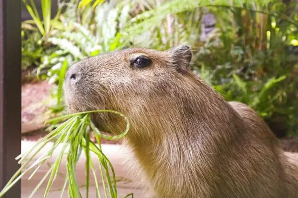 入館チケット付き】ナゾスイ最終章『CHAPTER BLACK ～ユユと最後の謎