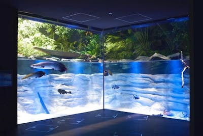 超特割！【最大15%割引】カワスイ 川崎水族館 電子前売り入館チケット｜アソビュー！