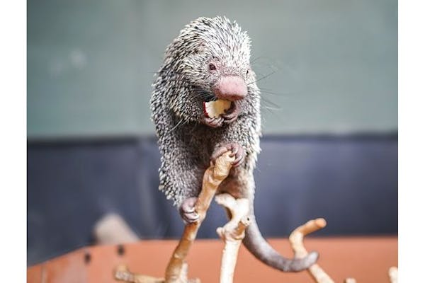 オマキヤマアラシのエサやり付】アグア・テラ エリアガイドツアー