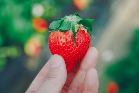 苺摘み取り体験付き入園チケット