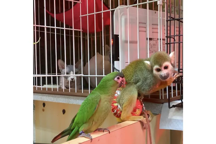 アニponワールド 割引チケット クーポンならアソビュー