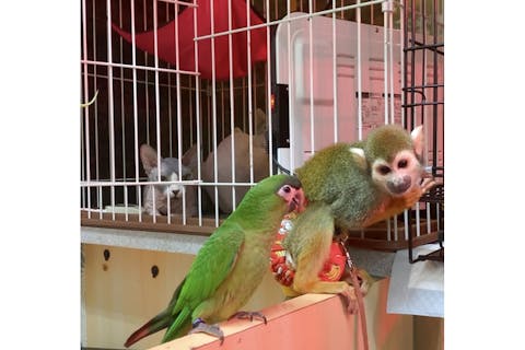 珍しい動物達とのふれあい50分_リスザルやキンカジューなど　