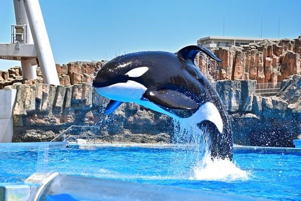名古屋港水族館　南知多ビーチランド　スピードくじ　特賞　激レア 名古屋港水族館 南知多ビーチランド スピードくじ 特賞 激レア