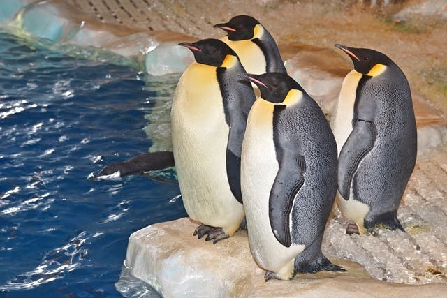 名古屋港水族館 前売り電子入館チケット アソビュー