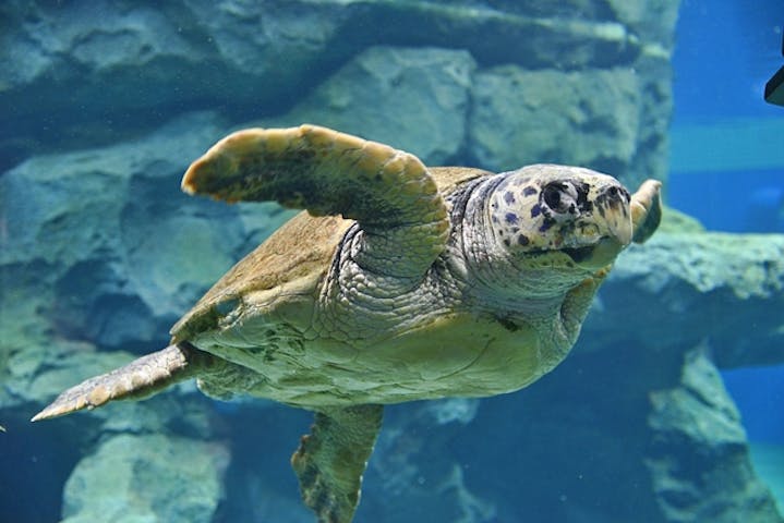 名古屋港水族館 割引チケット クーポンならアソビュー