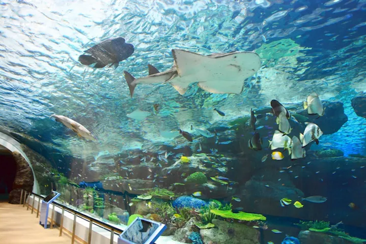 名古屋港水族館 割引チケット クーポンならアソビュー