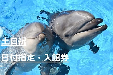 全国のおすすめ水族館 一覧 水族館の割引クーポンなら アソビュー