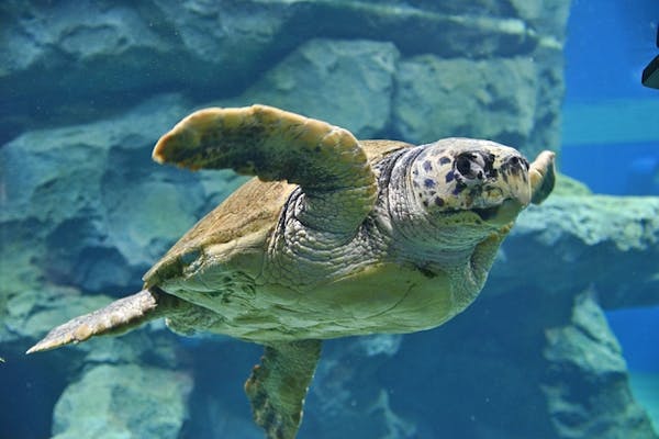 D 土日祝予約制 1週間前から予約可 名古屋港水族館 整理券 予約のみ アソビュー