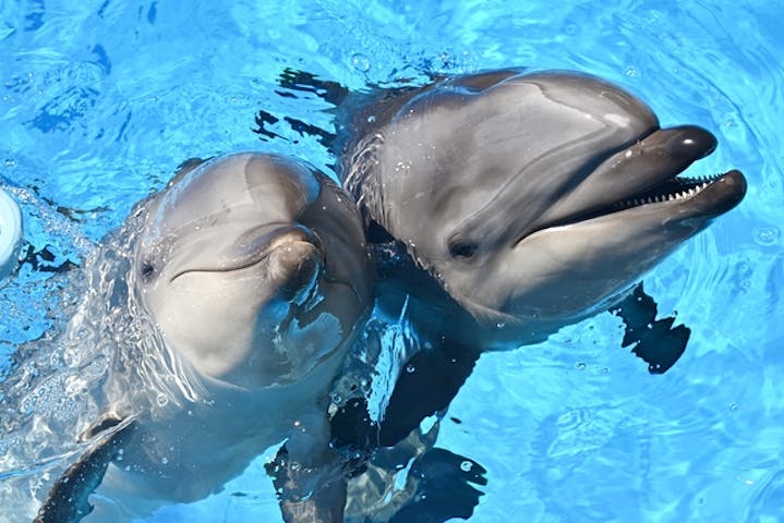 名古屋港水族館 割引チケット クーポンならアソビュー 名古屋港水族館 割引チケット クーポンならアソビュー