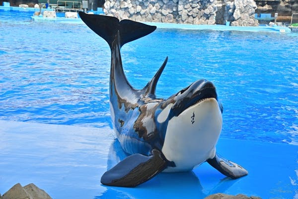 D 土日祝予約制 1週間前から予約可 名古屋港水族館 整理券 予約のみ アソビュー