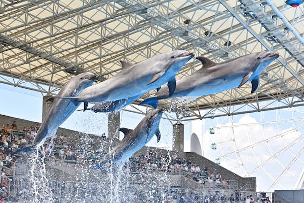 D 土日祝予約制 1週間前から予約可 名古屋港水族館 整理券 予約のみ アソビュー