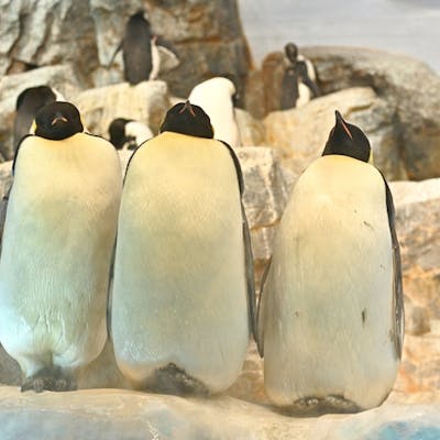 A 1 平日は予約不要 名古屋港水族館 電子チケット アソビュー A 1 平日は予約不要 名古屋港水族館 電子チケット アソビュー