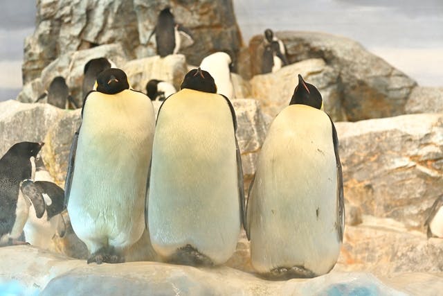 C 夏休みの夜間 17時 は割引料金で予約不要 名古屋港水族館 夜間割引電子チケット アソビュー