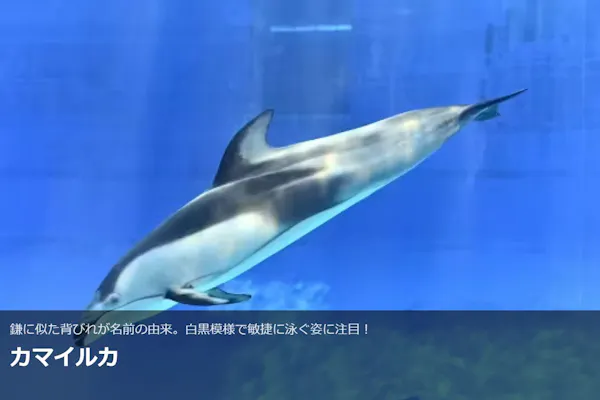 水族館 SUPER SALE【まとめ売り】 海の仲間たち｜名古屋港水族館ホームページ<公式>