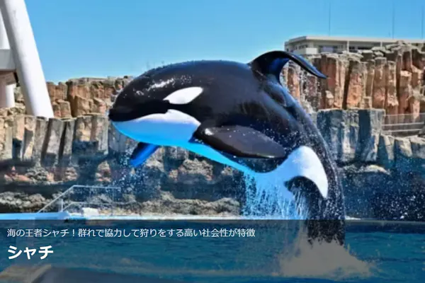 水族館 SUPER SALE【まとめ売り】 水槽で発見したものは・・・！？｜研究・教育｜名古屋港水族館