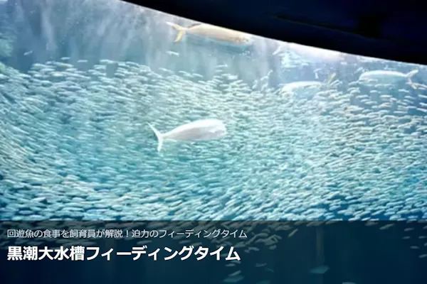 A名古屋港水族館 電子前売りチケット｜アソビュー！