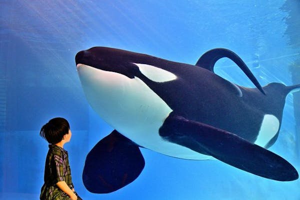 A名古屋港水族館 電子前売りチケット｜アソビュー！