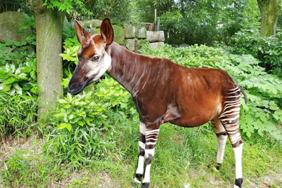 横浜市立金沢動物園 電子前売り入園チケット 毎週土曜日は 小 中 高校生は無料 要学生証等 アソビュー