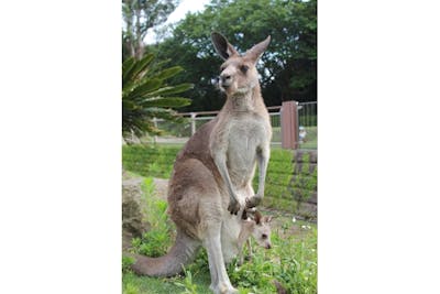 横浜市立金沢動物園 電子前売り入園チケット※毎週土曜日は、小・中