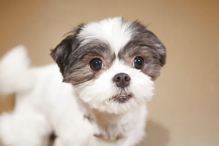 7 割引 Moff Animal World Mark Is みなとみらい店 割引チケット クーポンならアソビュー