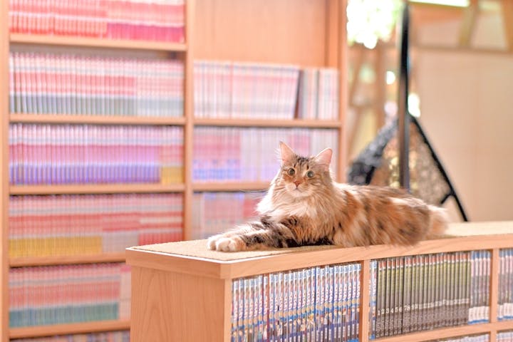 猫カフェモカ　新宿店