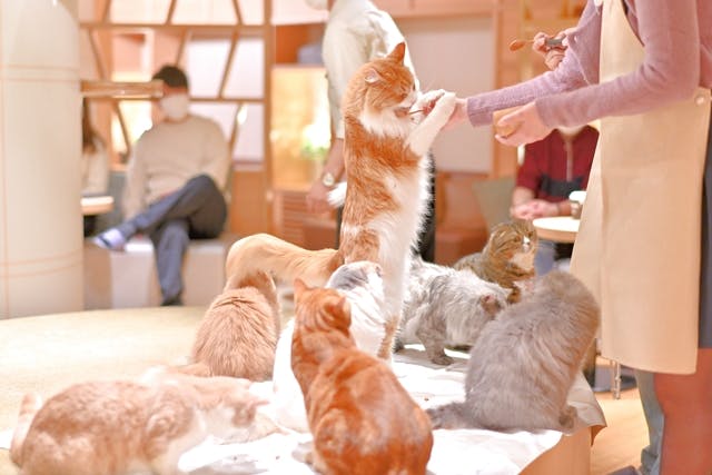 19%OFF】猫カフェモカ 新宿店 入場クーポン（ドリンク飲み放題・猫 