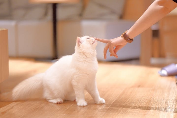 猫カフェモカ 新宿店 割引チケット クーポンならアソビュー