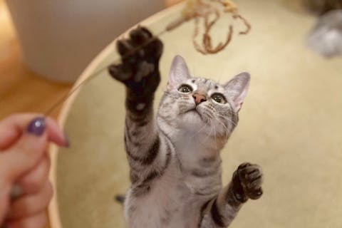 猫カフェの遊び体験｜【アソビュー！】休日の便利でお得な遊び予約サイト