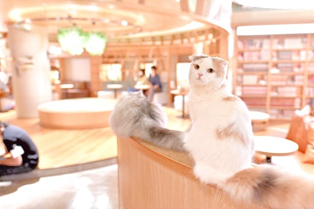 18%割引】猫カフェモカ 新宿 入場クーポン（ドリンクバー・猫