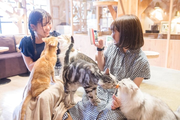 猫カフェモカ　池袋本店