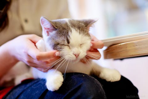 【18％割引】猫カフェモカ　池袋本店　入場クーポン（ドリンクバー・猫ちゃん用おやつ）