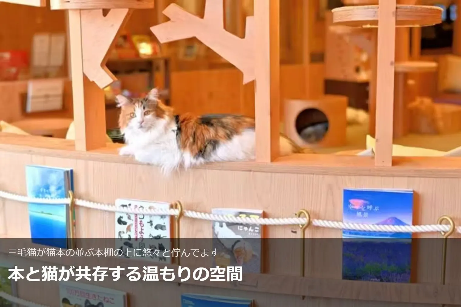超特割！【20％割引】猫カフェモカ 池袋本店 入場チケット（ドリンク
