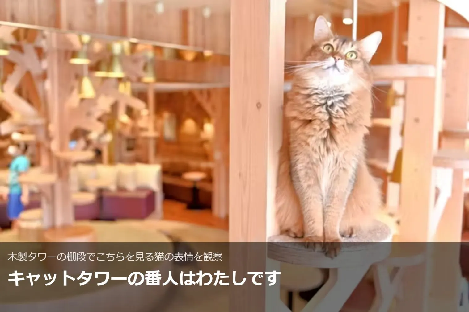 超特割！【20％割引】猫カフェモカ 池袋本店 入場チケット（ドリンク