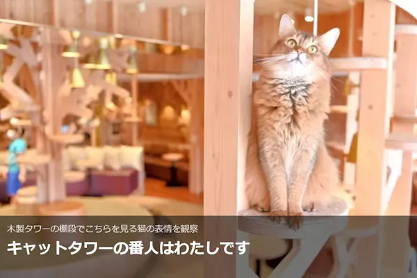 超特割！【平日・20％割引】猫カフェモカ 池袋本店 入場チケット