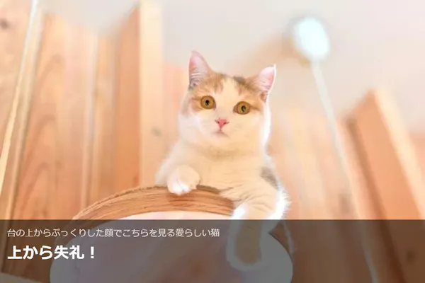 超特割！【平日・20％割引】猫カフェモカ 池袋本店 入場チケット