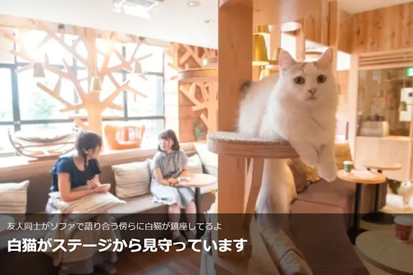 超特割！【平日・20％割引】猫カフェモカ 池袋本店 入場チケット