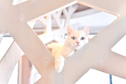 超特割！【18％割引】猫カフェモカ　渋谷センター街　入場クーポン（ドリンクバー・猫ちゃん用おやつ）