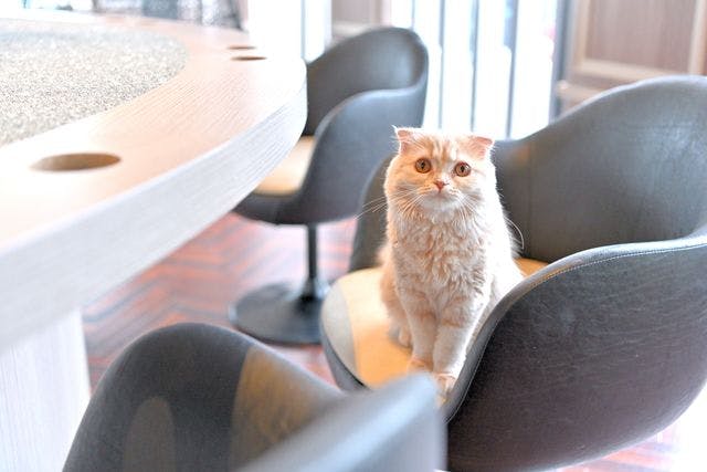 超特割！【平日・21％割引】猫カフェモカ 渋谷センター街 入場チケット