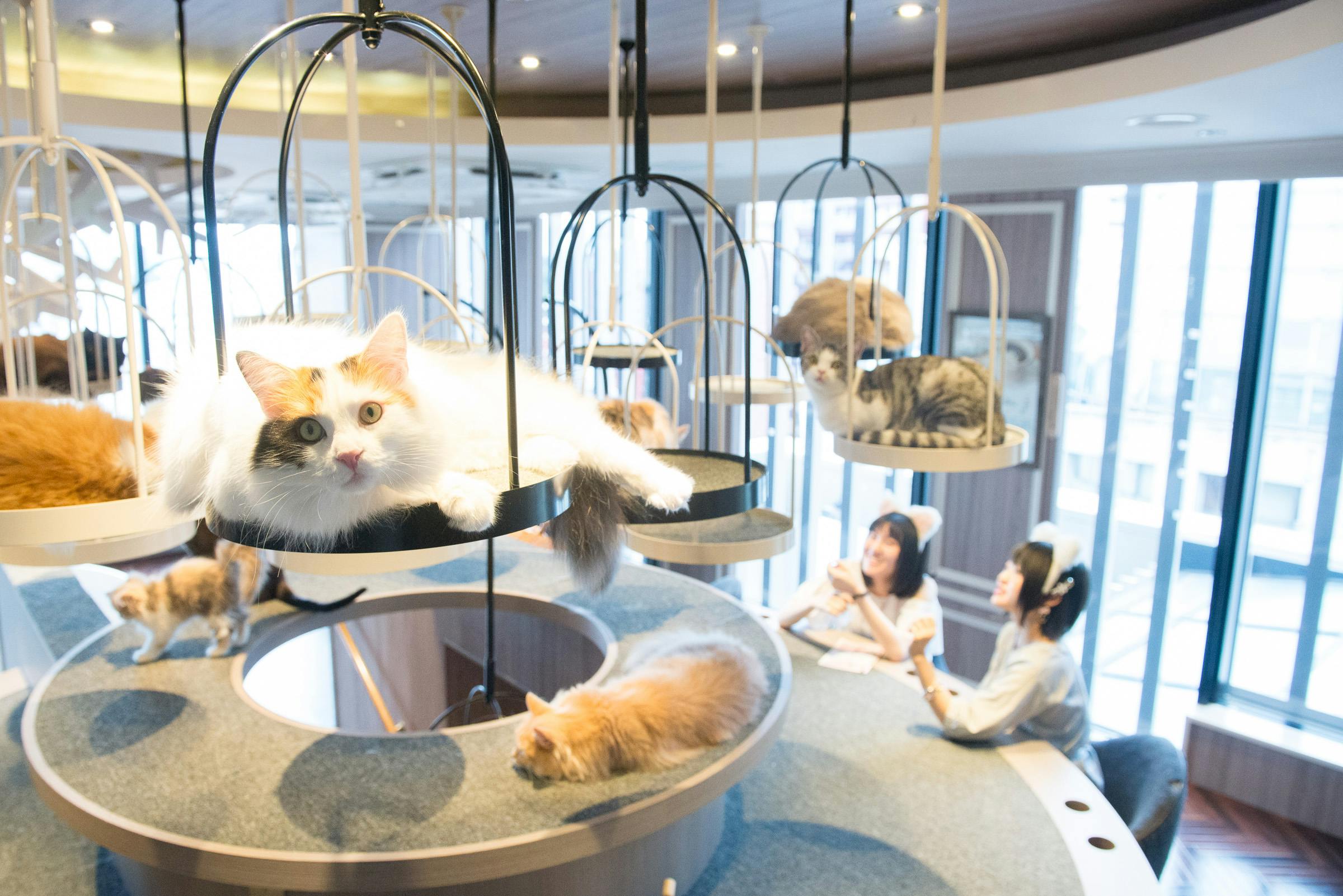 超特割！【平日・21％割引】猫カフェモカ 渋谷センター街 入場チケット