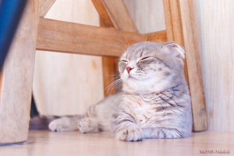 超特割！【平日限定・20％割引】猫カフェモカ　原宿店　入場チケット（ドリンクバー・猫ちゃん用おやつ）