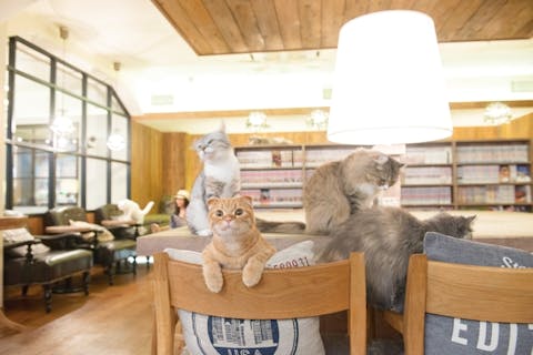 池袋 目白 板橋 赤羽 猫カフェの遊び体験 アソビュー 休日の便利でお得な遊び予約サイト