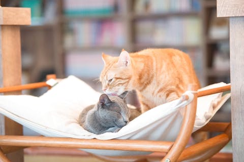 【18％割引】猫カフェモカ　池袋東口　入場クーポン（ドリンクバー・猫ちゃん用おやつ）