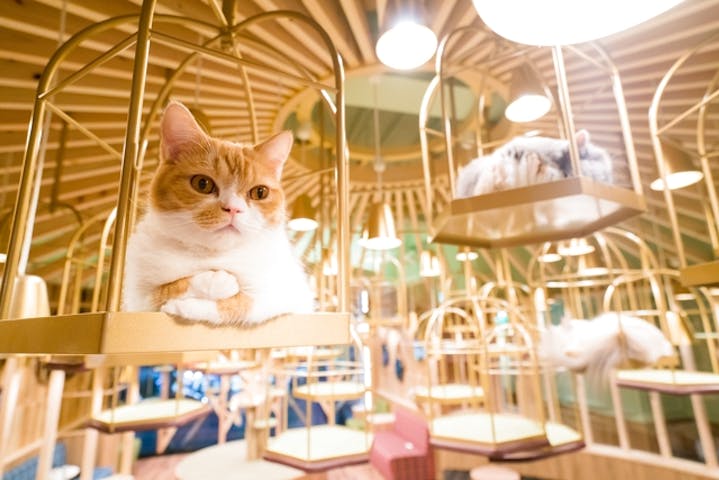 猫カフェモカ　秋葉原店