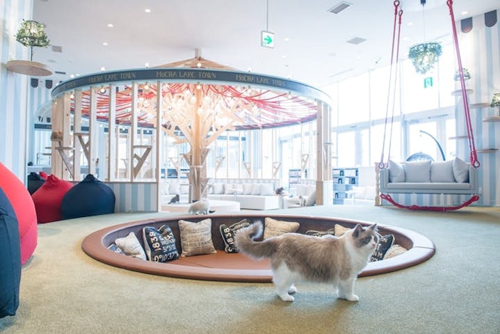 猫カフェモカ　イオンレイクタウン店