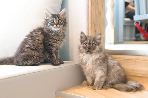 超特割！【18％割引】猫カフェモカ　イオンレイクタウン　入場券（ドリンクバー・猫ちゃん用おやつ）