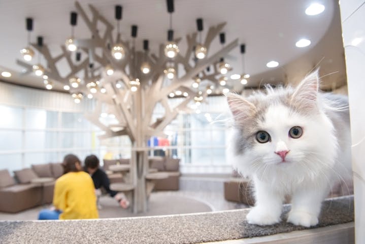 猫カフェモカ　立川店
