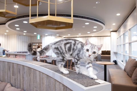 超特割！【18％割引】猫カフェモカ　立川　入場クーポン（ドリンクバー・猫ちゃん用おやつ）
