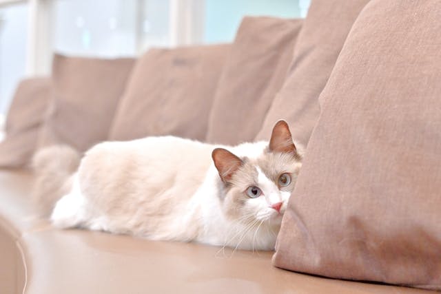 超特割！【平日・21％割引】猫カフェモカ 立川 入場チケット（ドリンク