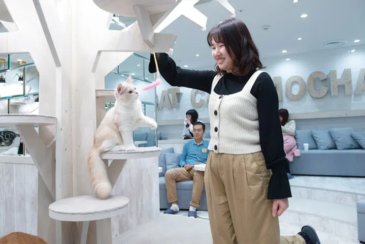 猫カフェモカ 町田ジョルナ店 割引チケット クーポンならアソビュー